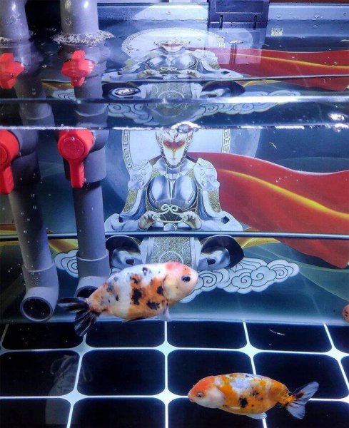 硝化细菌几天可以建立