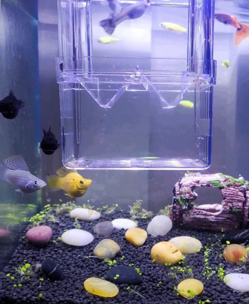 硝化细菌几天可以建立