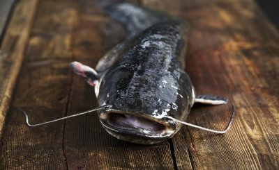 鲶鱼是不是很脏 为什么说鲶鱼是世界上最脏的鱼呢