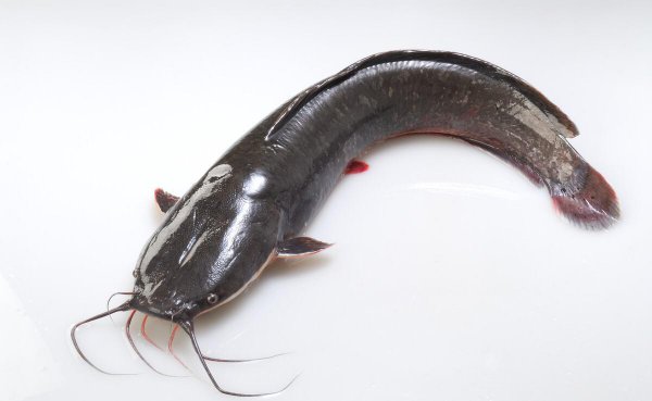 鲶鱼是不是很脏