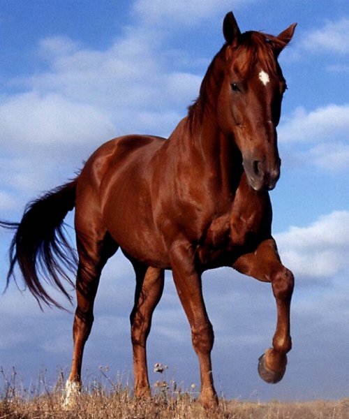 中国古代十大名马排名