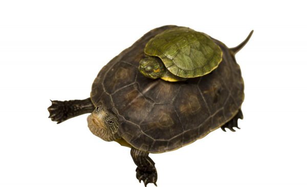 乌龟老是想爬出来是怎么回事