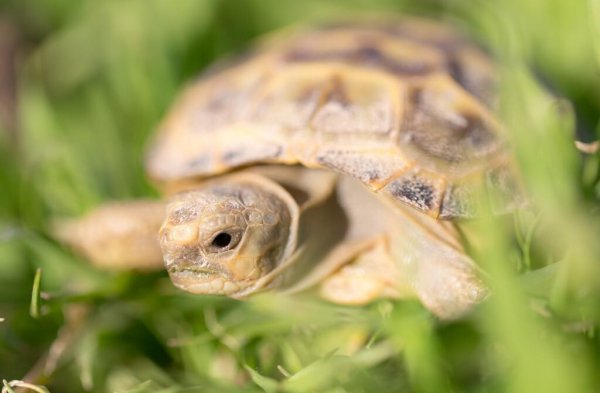 乌龟老是想爬出来是怎么回事