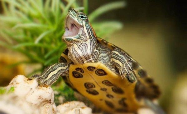 乌龟老是想爬出来是怎么回事