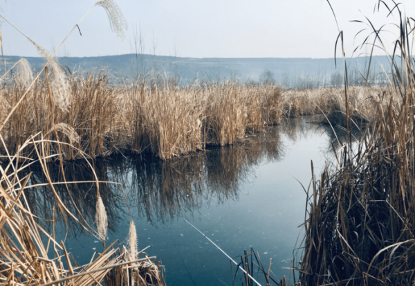 冬季鱼不开口用什么方法解决