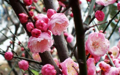 花中四君子指的是哪四种花 花中四君子指哪四种植物