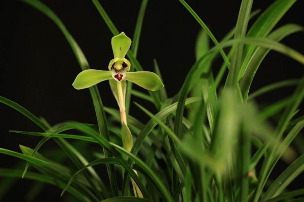 花中四君子指的是哪四种花