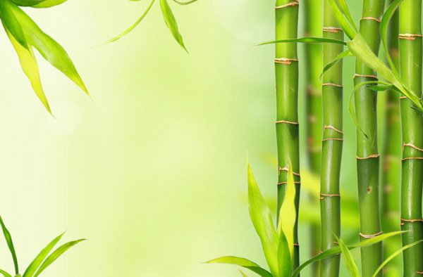 花中四君子指的是哪四种花