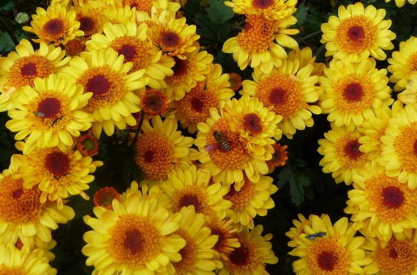 花中四君子指的是哪四种花