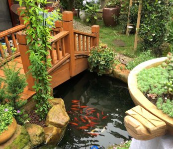 池塘养鱼怎么养水最好 新手养水的关键和技巧是什么