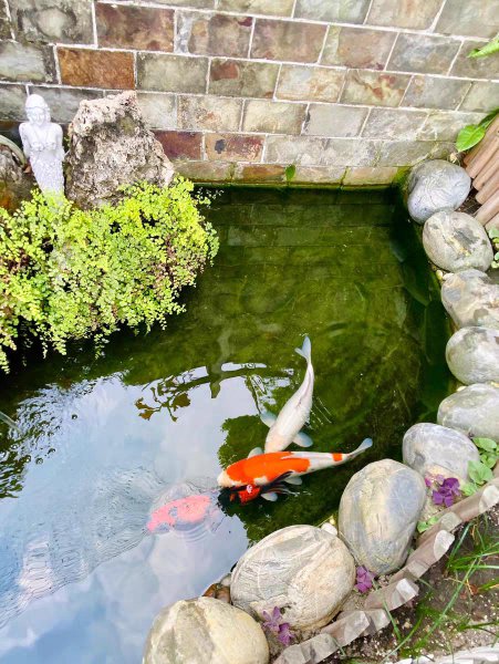 池塘养鱼怎么养水最好