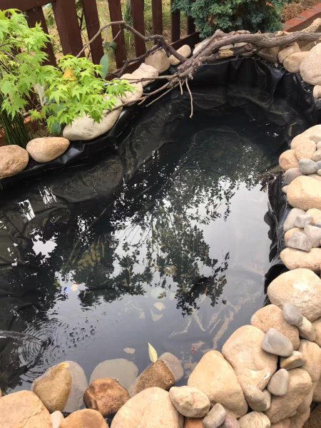 池塘养鱼怎么养水最好