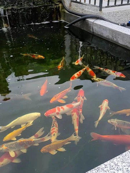 池塘养鱼怎么养水最好