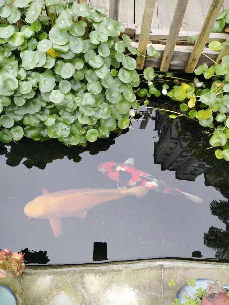 池塘养鱼怎么养水最好