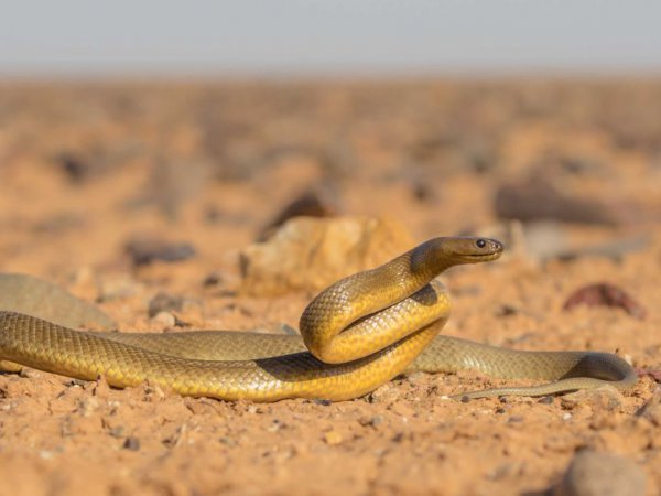 细鳞太攀蛇简介