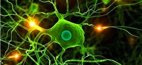 细鳞太攀蛇简介