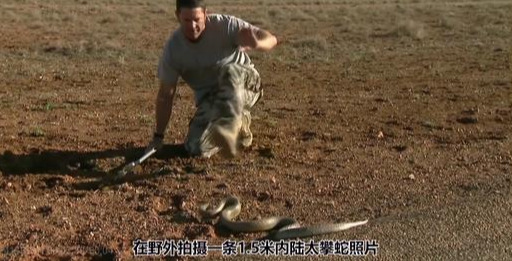 细鳞太攀蛇简介