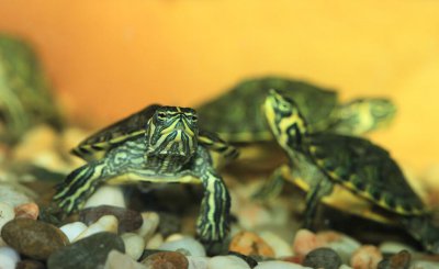 乌龟爱吃的食物是什么 乌龟的食物有哪些怎么喂养