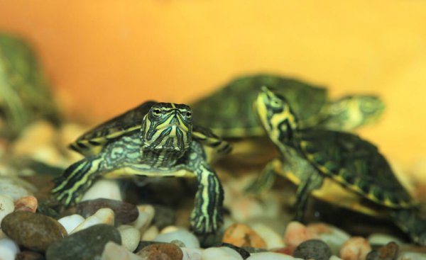 乌龟爱吃的食物是什么