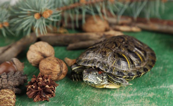 乌龟爱吃的食物是什么