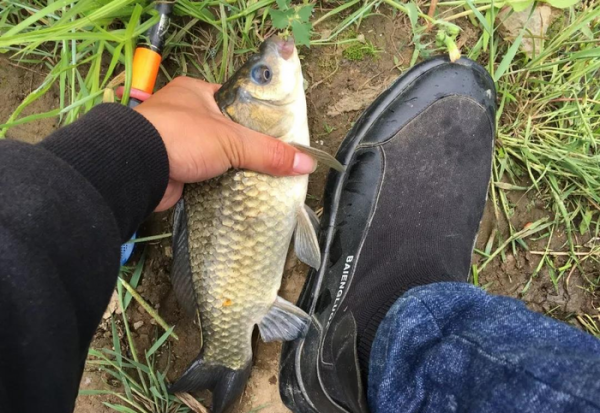 麝香酒钓鱼真的好用吗