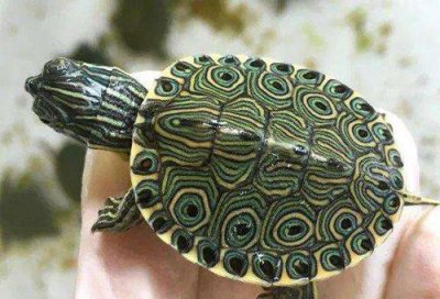 乌龟一次吃几粒龟粮 龟苗应该多久喂一次一次喂多少