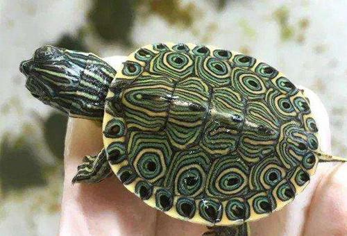 乌龟一次吃几粒龟粮