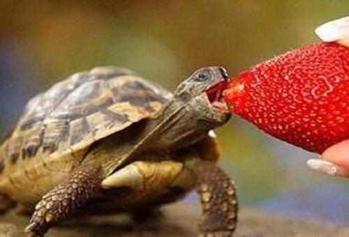 乌龟一次吃几粒龟粮