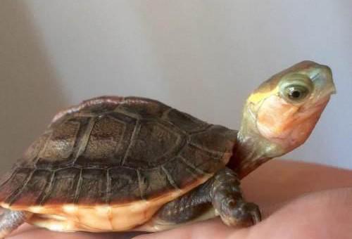 乌龟一次吃几粒龟粮