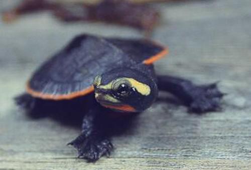 乌龟一次吃几粒龟粮