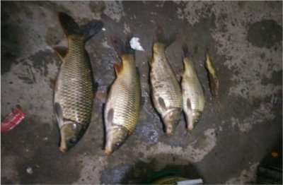 夜钓的技巧钓鱼教你如何夜钓 为什么很多人喜欢夜钓