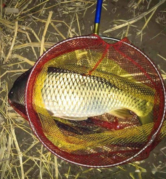 夜钓的技巧钓鱼教你如何夜钓