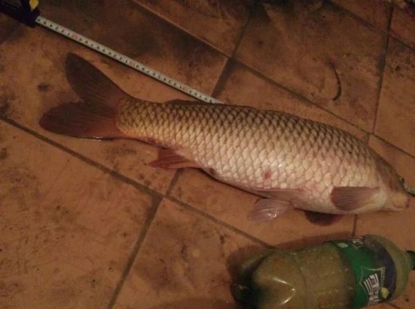 夜钓的技巧钓鱼教你如何夜钓