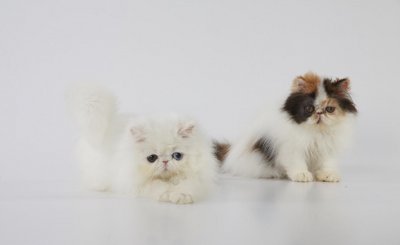 猫粮和狗粮能互相吃吗 猫吃狗粮狗吃猫粮有什么危害