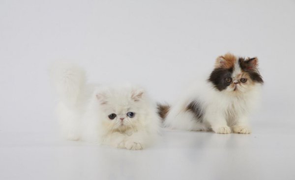 猫粮和狗粮能互相吃吗