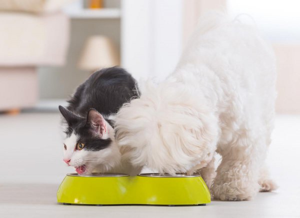 猫粮和狗粮能互相吃吗