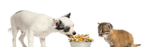 猫粮和狗粮能互相吃吗