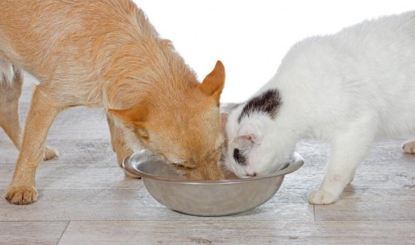 猫粮和狗粮能互相吃吗
