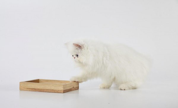 猫粮和狗粮能互相吃吗