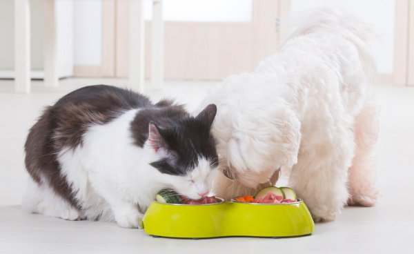 猫粮和狗粮能互相吃吗