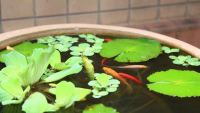 水芙蓉能净化水质吗 鱼缸里适合养水芙蓉吗有何作用