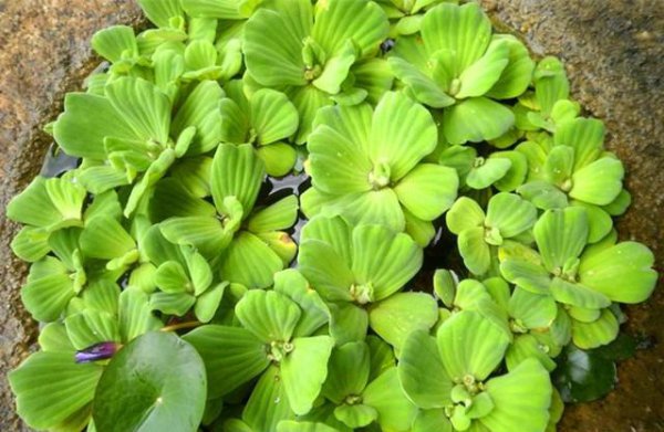 水芙蓉能净化水质吗