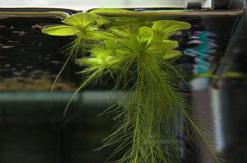 水芙蓉能净化水质吗