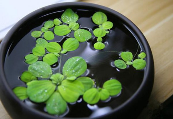 水芙蓉能净化水质吗