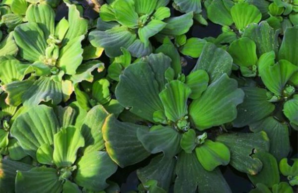 水芙蓉能净化水质吗