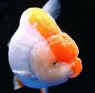 兰寿金鱼好养吗