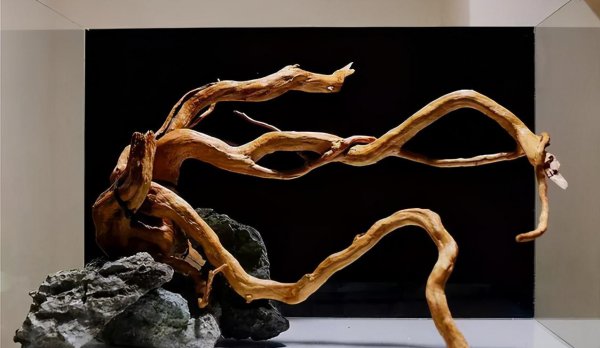 沉木长白毛怎么处理