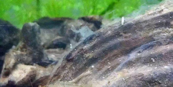 沉木长白毛怎么处理