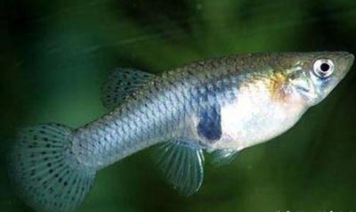 食蚊鱼和孔雀鱼区别 食蚊鱼的繁殖能力到底有多强