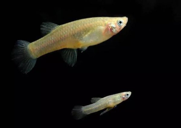 食蚊鱼和孔雀鱼区别